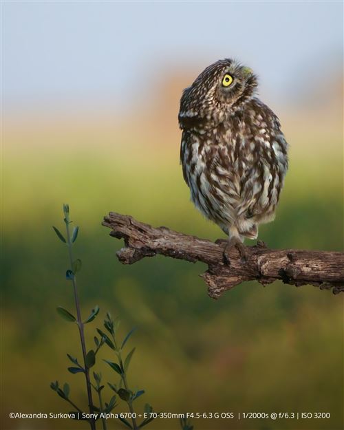 Appareil photo hybride Sony Alpha 6700 Noir – Image 7